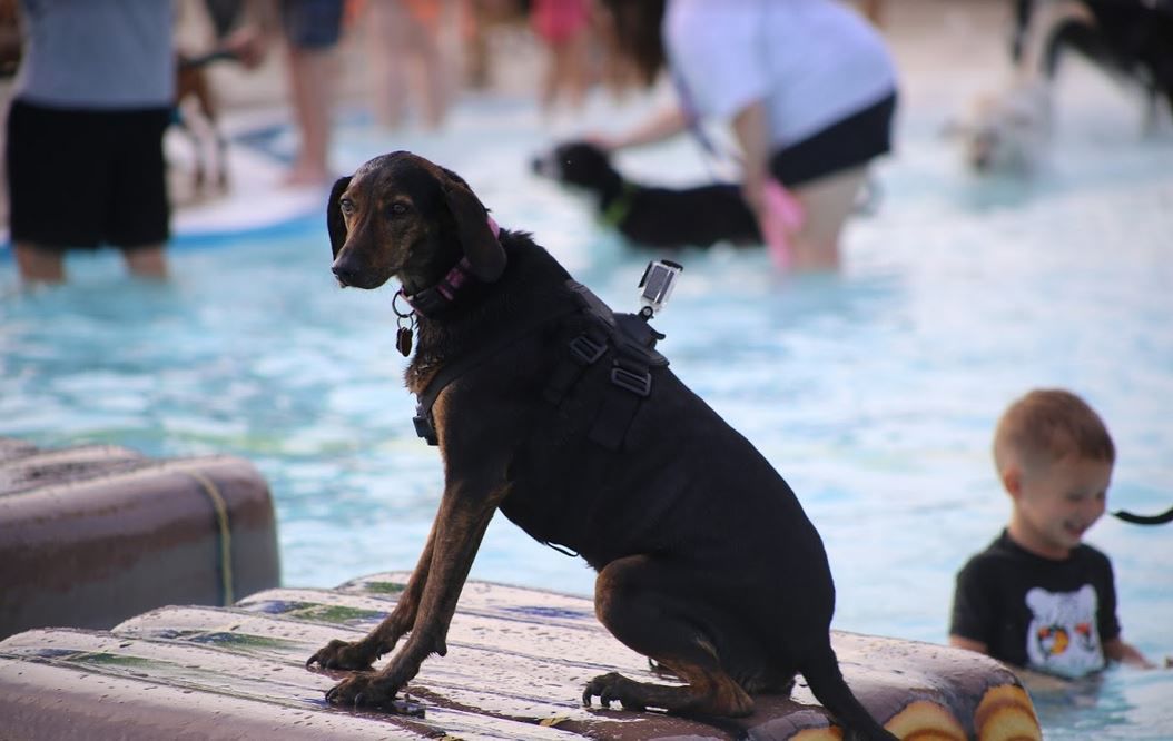 082318ho-doggie-dip-6